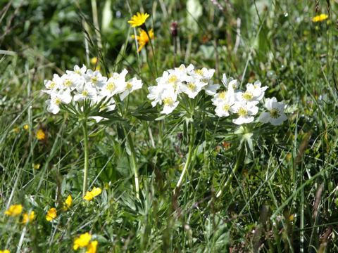 Anemone narcissiflora