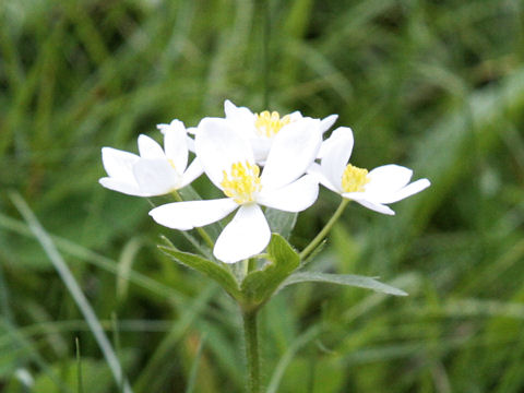 Anemone narcissiflora