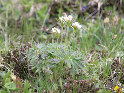 Anemone narcissiflora