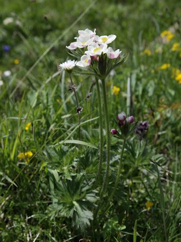 Anemone narcissiflora