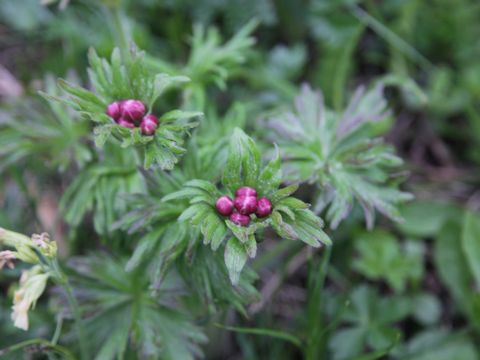 Anemone narcissiflora