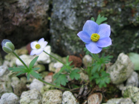 Anemone obtusiloba