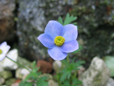 Anemone obtusiloba