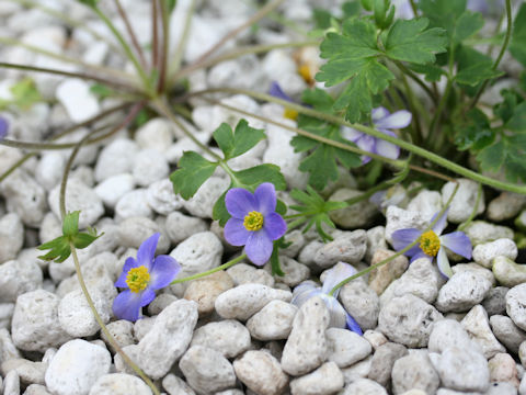 Anemone obtusiloba