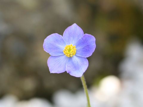 Anemone obtusiloba