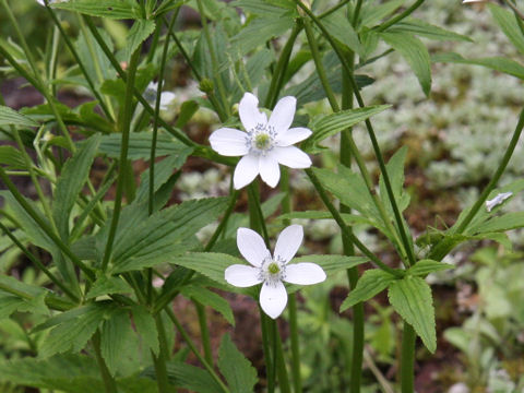 Anemone rivularis