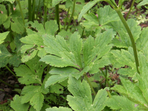 Anemone rivularis