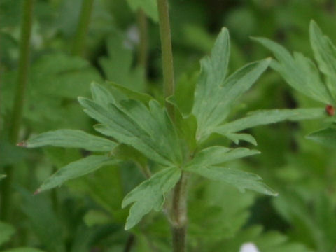 Anemone sylvestris