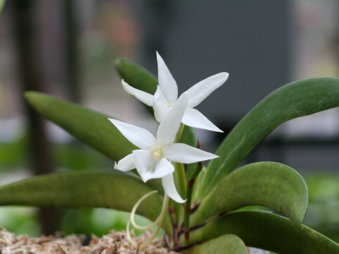 Angraecum compactum