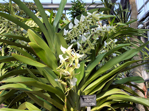 Angraecum eburneum