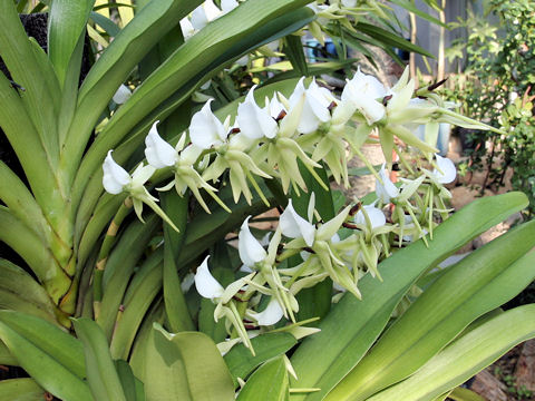 Angraecum eburneum