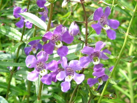 Angelonia angustifolia