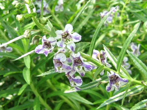 Angelonia angustifolia