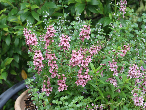 Angelonia angustifolia