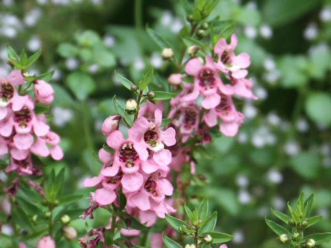 Angelonia angustifolia