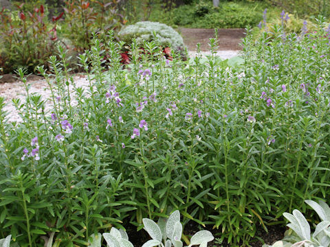 Angelonia angustifolia