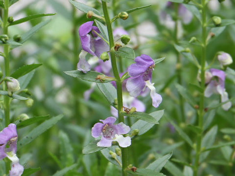 Angelonia angustifolia