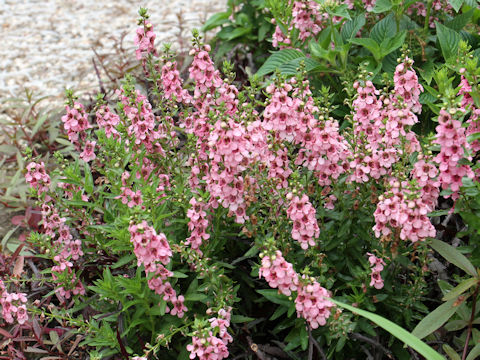 Angelonia angustifolia