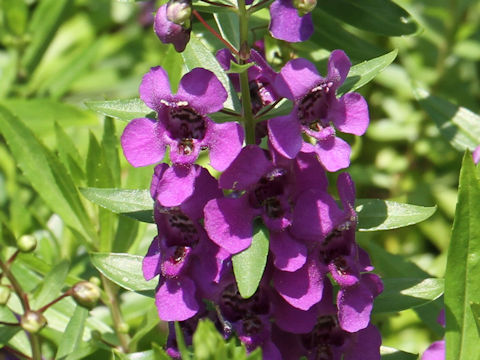 Angelonia angustifolia