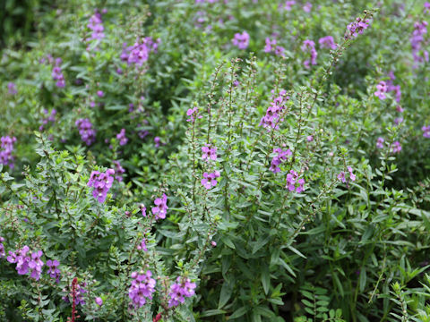 Angelonia angustifolia