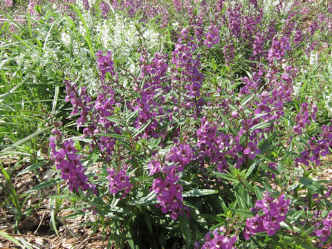 Angelonia angustifolia