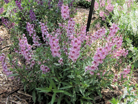 Angelonia angustifolia