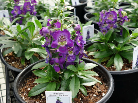 Angelonia angustifolia 'Alonia Big Blue'