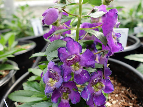 Angelonia angustifolia 'Alonia Big Blue'