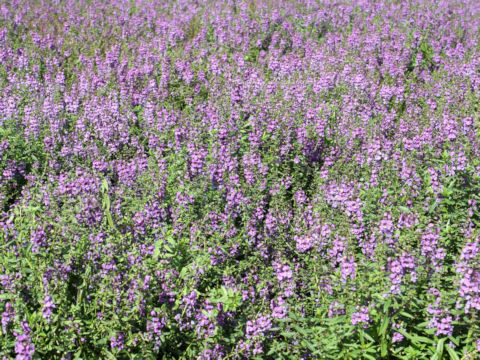 Angelonia angustifolia