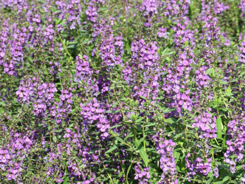 Angelonia angustifolia