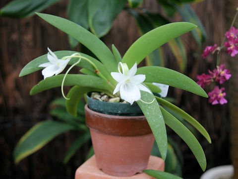 Angraecum leonis
