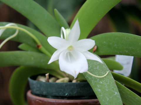 Angraecum leonis