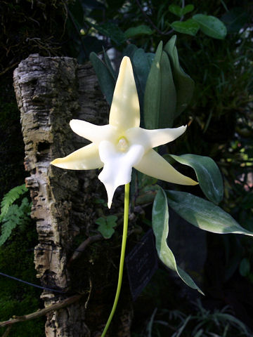 Angraecum sesquipedale