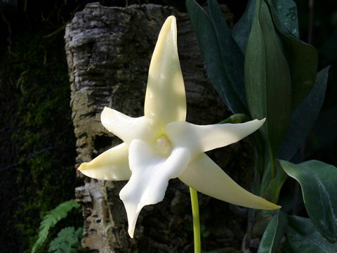 Angraecum sesquipedale