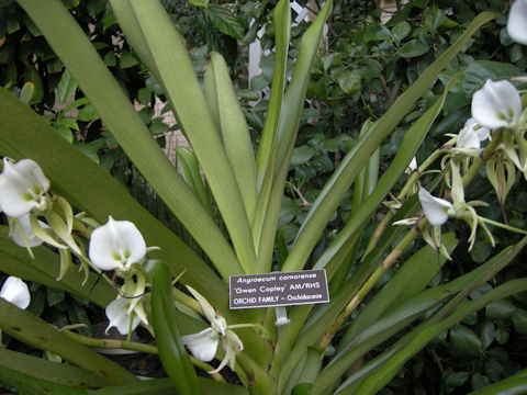 Angraecum comorense cv. Gwen Copley