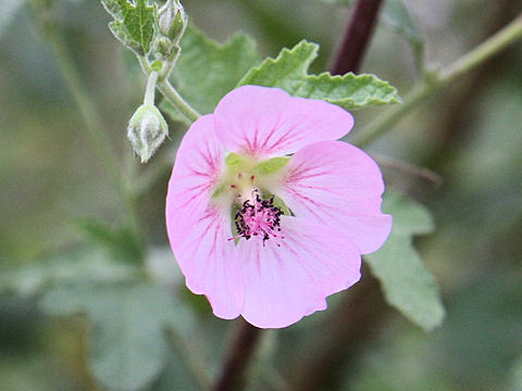 Anisodontea malvastroides