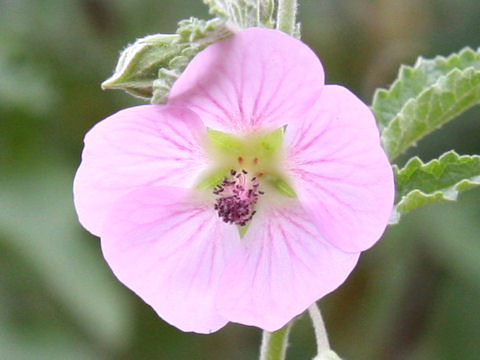 Anisodontea malvastroides