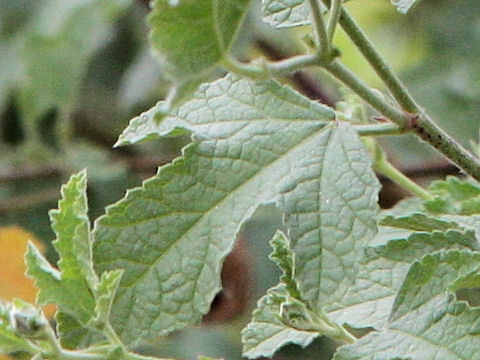 Anisodontea malvastroides