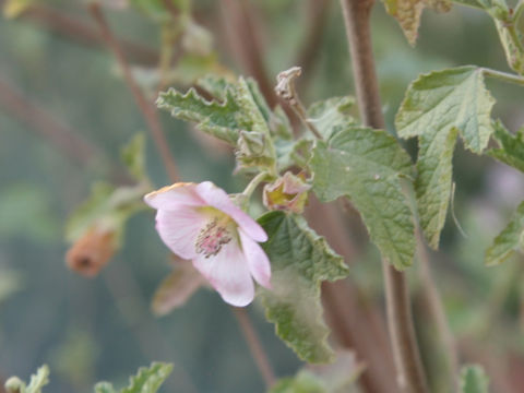 Anisodontea malvastroides