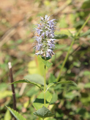 Agastache foeniculum