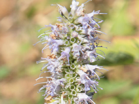 Agastache foeniculum