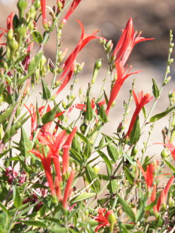 Anisacanthus quadrifidus var. wrightii cv. Mexican Fire