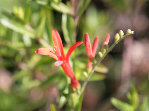 Anisacanthus quadrifidus var. wrightii cv. Mexican Fire