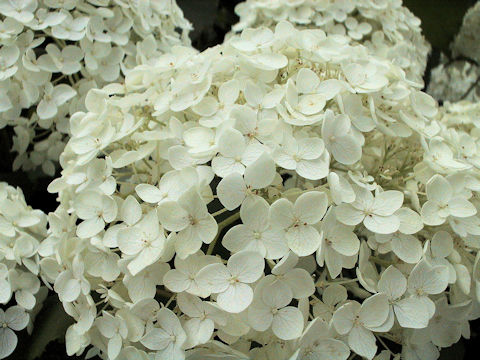 Hydrangea arborescens 'Annabelle'