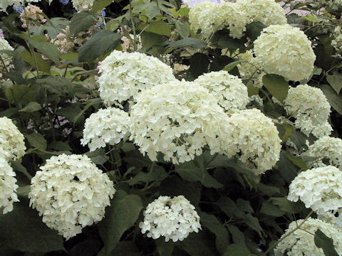 Hydrangea arborescens 'Annabelle'