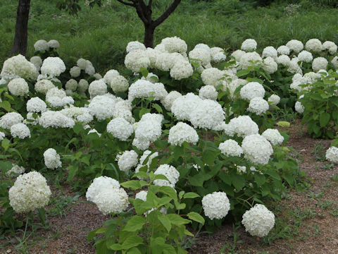 Hydrangea arborescens 'Annabelle'