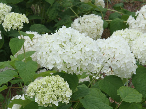 Hydrangea arborescens 'Annabelle'