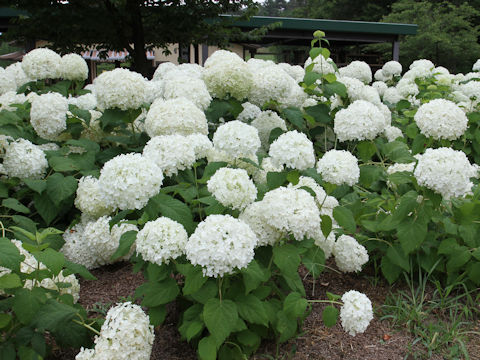 Hydrangea arborescens 'Annabelle'