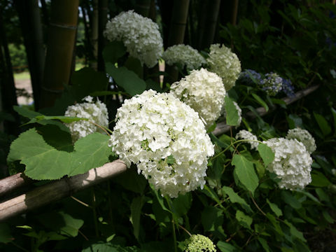 Hydrangea arborescens 'Annabelle'