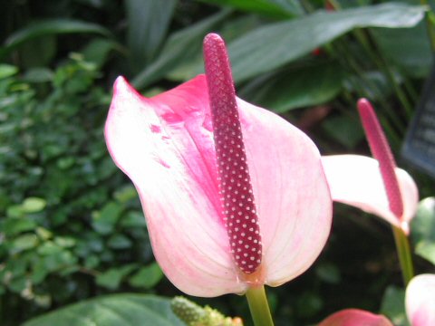 Anthurium amnicola